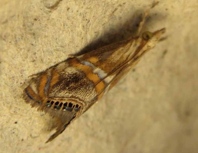 Euchromius  bellus, Crambidae (Sicilia)